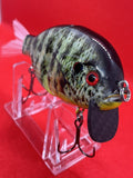 4” FWL GILL Yellow-belly
