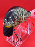 4” FWL GILL Yellow-belly