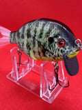 4” FWL GILL Yellow-belly