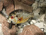 4” FWL GILL  Brown redear