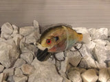 4” FWL GILL Light bluegill