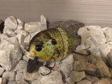 4” FWL GILL  redear