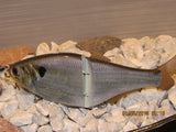 8.5” Alabama shad floater