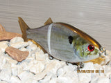 8.5” Alabama shad floater