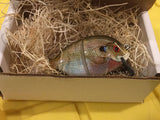 4” FWL GILL Light bluegill