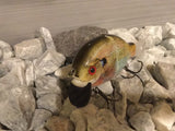4” FWL GILL Light bluegill