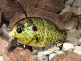 4” FWL GILL  redear