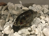 4” FWL GILL  Brown redear