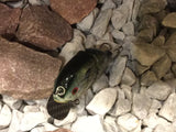 4” FWL GILL  hybrid